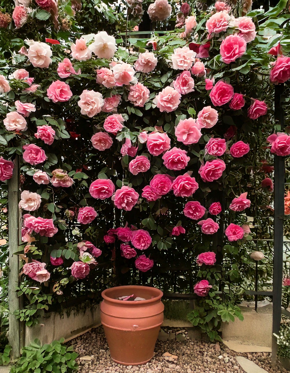 Trellis with Climbing Roses