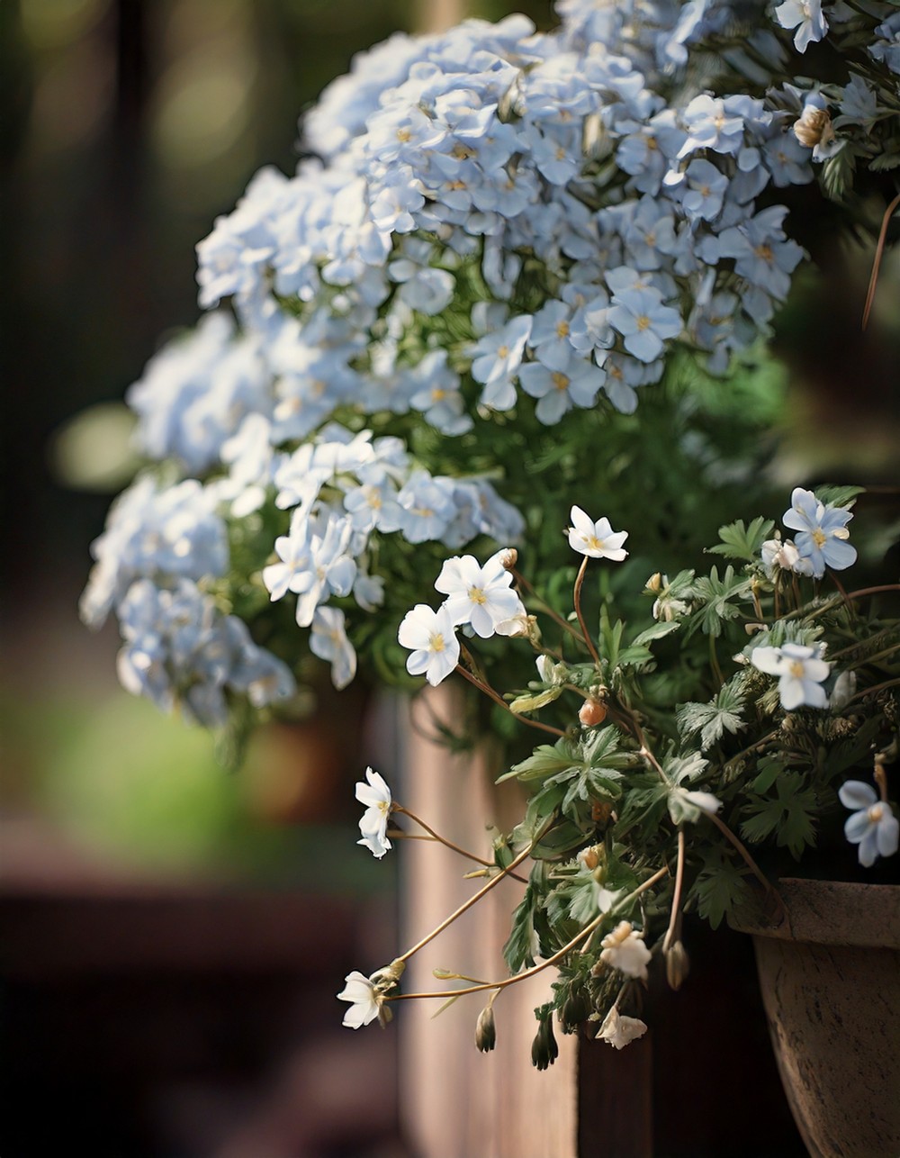 Bacopa