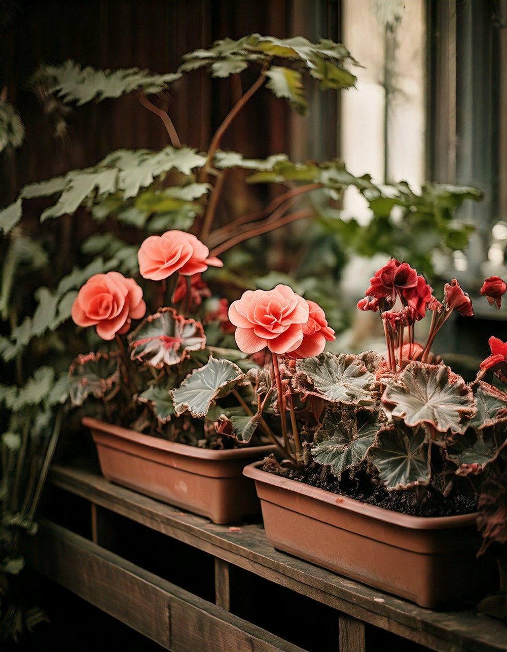 Begonia