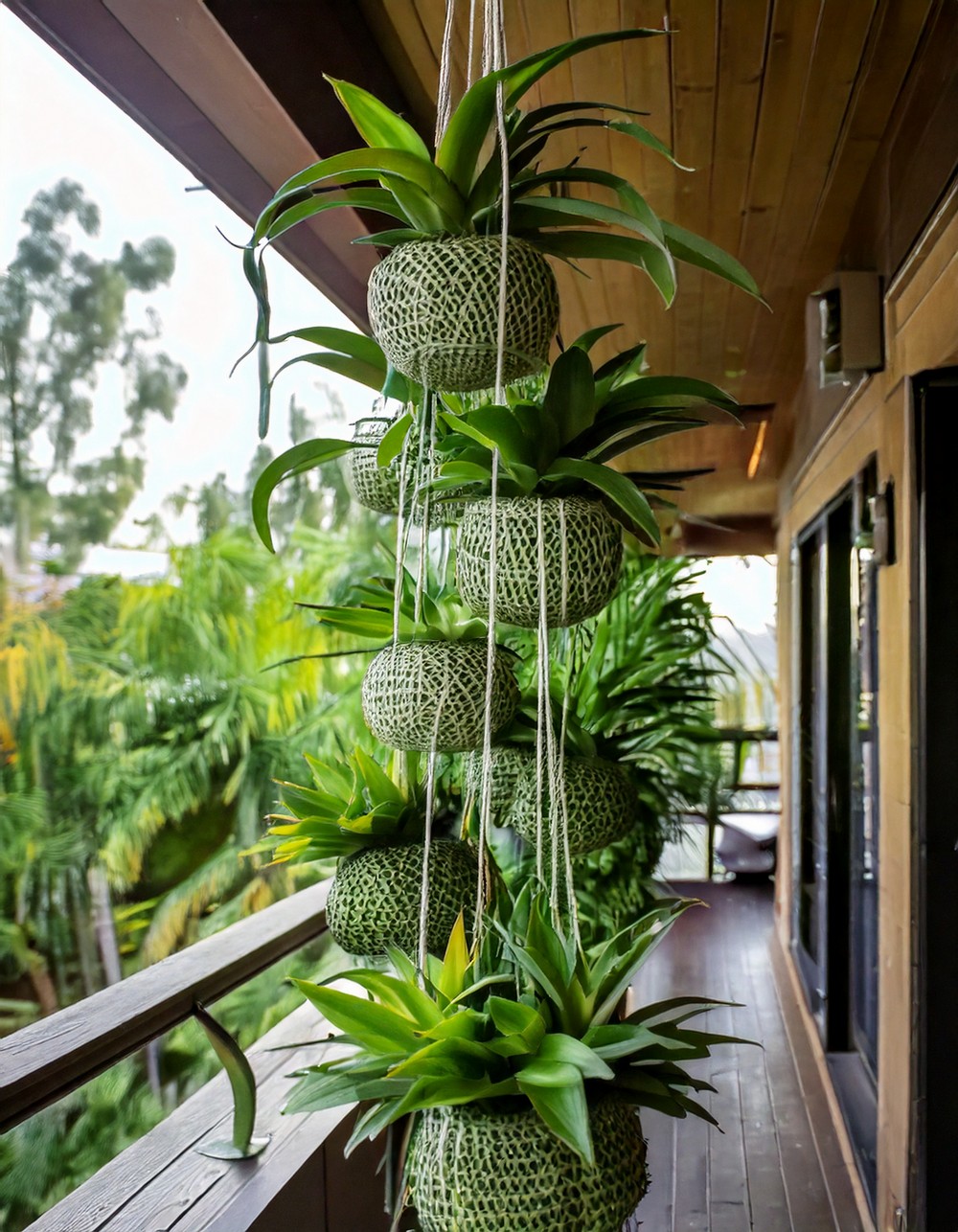 Hanging Kokedama Plants