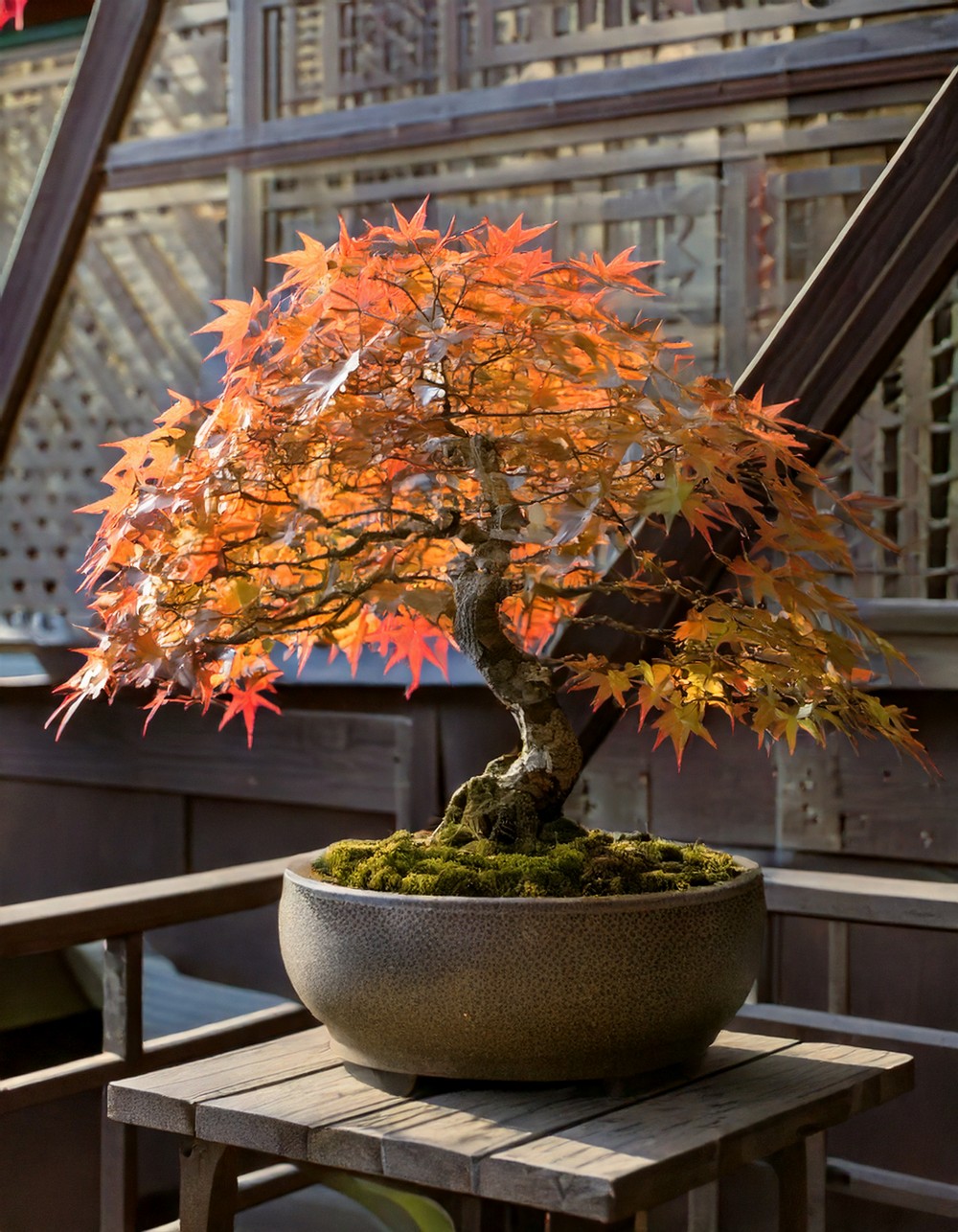 Japanese Maple Bonsai