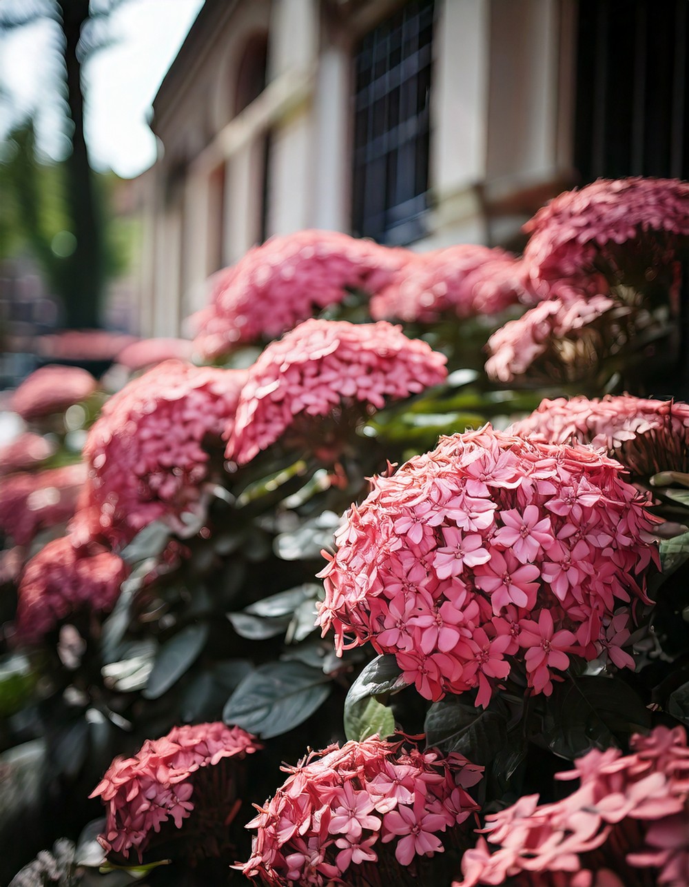 Nemesia