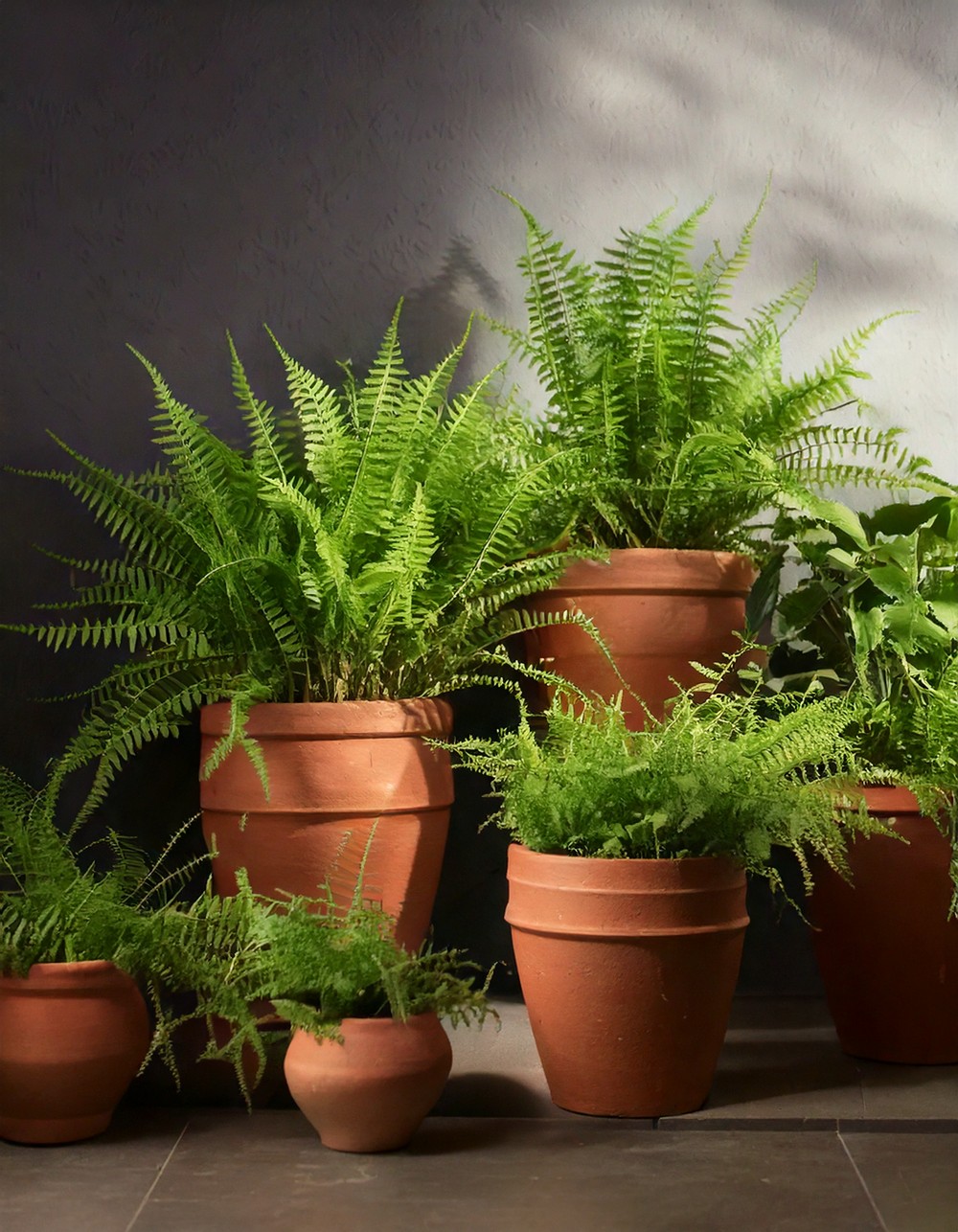 Place Terracotta Pots with Greenery