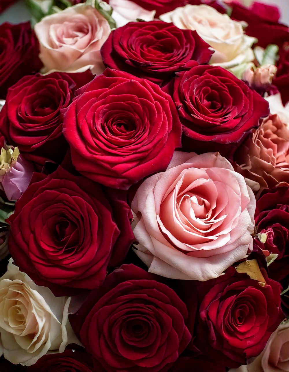 Burgundy and Blush Rose Mix