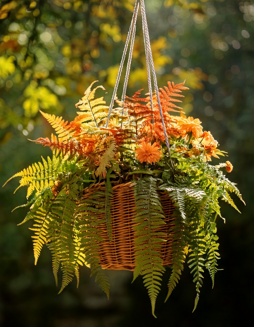 Hanging Basket with Autumn Ferns and Blooms