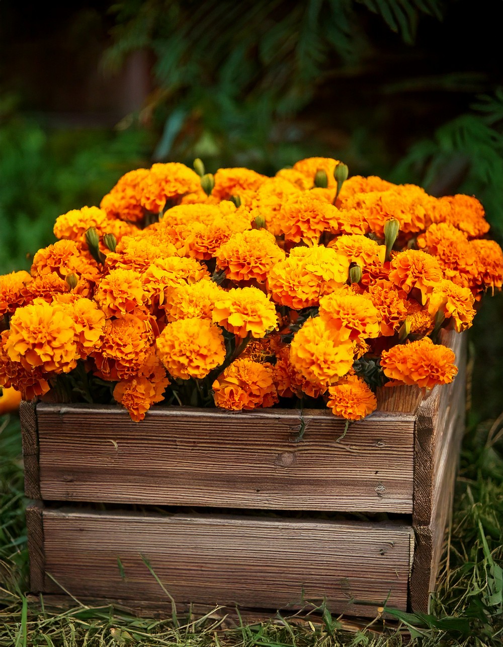 Rustic Crate Overflowing with Marigolds