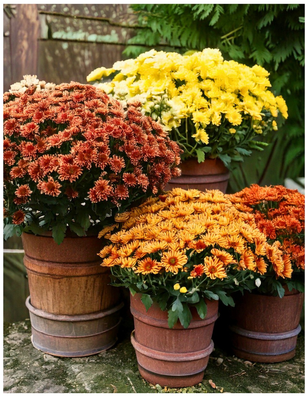 Potted Chrysanthemums in Rustic Planters