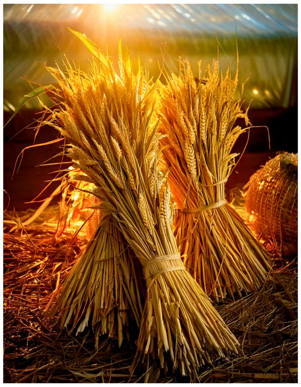 Soft Uplighting on Cornstalk Bundles